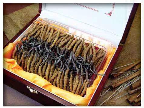 那大镇冬虫夏草回收